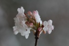"Ledové" květy časného jara 2014 v Arboretu Nový Dvůr