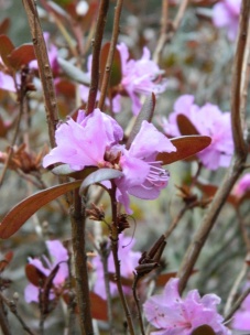 pěnišník (rododendron)
