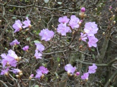 pěnišník (rododendron)