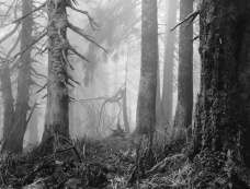 Mýtus lesa: Arnošt Hrabal