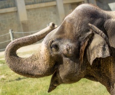 Představení unikátního exponátu slona indického