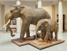 Unikátní exponáty slona indického