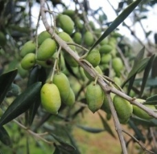 Tradiční sklizeň oliv v Řecku