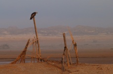 ZRUŠENO - Za ptáky sultanátu Omán