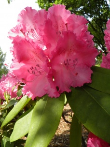 Rododendrony_1