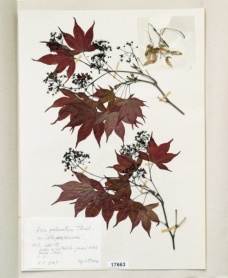 Acer palmatum Thunb. cv. Atropurpureum