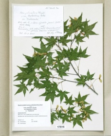 Acer palmatum Thunb., var. heptalobum Rehd., cv. Osakazuki