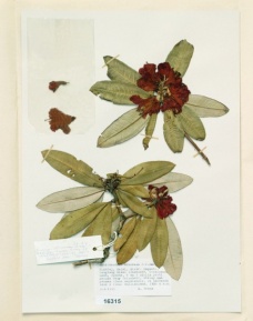 Rhododendron arboreum J.E.Smith
