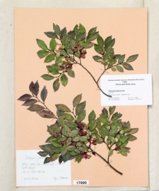 Ulmus parvifolia Jacq