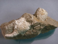 Palaeopalinurus glaessneri, klepeto