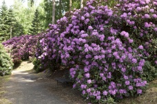 Rhododendrony v Arboretu 