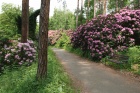 Dendrologische Exposition „Gehölze aus fünf Kontinenten“