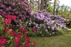 Rozkvetlé rododendrony