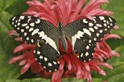 Kouzlo živých motýlů v Arboretu Nový Dvůr