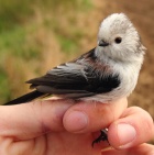 Vitani ptaciho zpevu