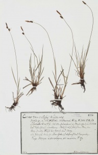 Carex tomentosa