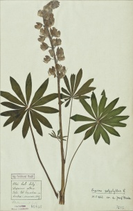 Lupinus polyphyllus