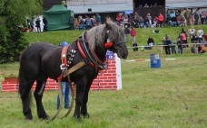 Slezský Norik