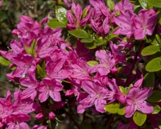 Rododendrony