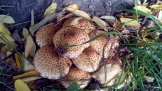 Přehlídka klobouků