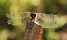 Vážka rudá (Sympetrum sanguineum)