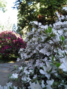 Rododendrony
