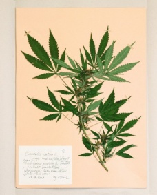 Cannabilis sativa L., var. indica (Lam.) Small et Cronq