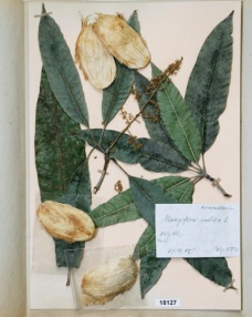 Mangifera indica L