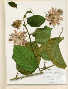 Passiflora quadrangularis L.