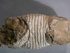 Palaeopalinurus glaessneri, krunýř