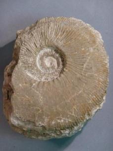 Tirnovella suprajurensis