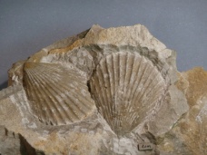 Velopecten astartinus