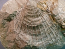 Velopecten inaequistriatus