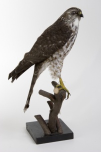 Krahujec krátkoprstý Accipiter brevipes