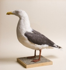 Racek mořský Larus marinus