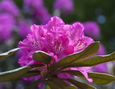 Rododendrony